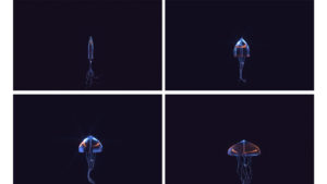 Four videofragments of a jelly fish mixed with an umbrella.
